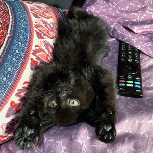 Team Page: Don't Furry About a Thing!- GT Clinic